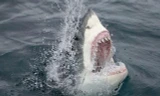 Clip sốc: Cá mập bất thình lình nhảy lên khỏi mặt biển, ngoạm chân người