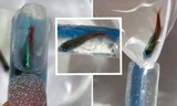 Tiệm nail hứng nguyên “rổ gạch đá” vì kiểu móng tay trang trí bằng cá còn sống