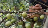 Nghiên cứu mới nhất: Công dụng tuyệt vời của loài quả dại mọc khắp nơi