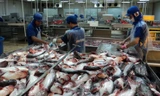 Sau tái cơ cấu, nhiều doanh nghiệp thủy sản tìm được lối đi
