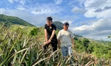 Xã vùng đang cao vươn mình thoát nghèo từ cây dứa