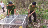Lực lượng chức năng thả 17 con kỳ đà vân về với tự nhiên