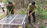 Lực lượng chức năng thả 17 con kỳ đà vân về với tự nhiên