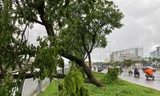 Trời TPHCM xám xịt, mưa dông làm cây xanh bật gốc