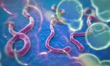 Hiện vẫn chưa có thuốc đặc trị virus Ebola