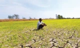 Hơn 10.000 ha cây trồng nguy cơ gặp hạn hán, thiếu nước