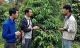 Anh Dũng (thứ 2 phải qua) chia sẻ về mô hình cà phê vườn rừng