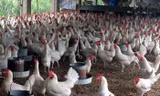 Nhờ nuôi gà Ai Cập đẻ trứng mà người dân làng xã Thanh Vân có cơ hội đổi đời, nhà nhà sắm ôtô.