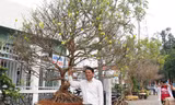 Thêm cây mai hơn 100 tuổi giá 2 tỷ xuất hiện ở chợ Tết Cần Thơ