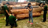 70 m3 gỗ trong vụ cướp tang vật 