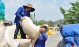 Ở ĐBSCL, giá gạo dùng cho dự trữ quốc gia đang ở mức cao. Ảnh: Anh Tuấn