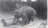 Hiện ở Lâm trường Trường Sơn (Quảng Bình) vẫn còn một chú voi chuyên làm nhiệm vụ khai thác gỗ, mọi người cho rằng đó là hậu duệ của Bạc Nòi