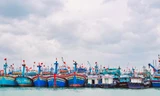 Bình Định sẽ di dời toàn bộ tàu neo đậu tại cảng cá Quy Nhơn về đầm Đề Gi