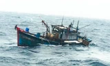 Tàu ngư dân Bình Định bị sóng lớn đánh chìm, 2 thuyền viên mất tích