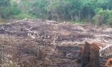 Hơn 5.000m2 rừng phòng hộ ở Bình Định bị chặt phá