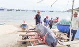 Cá voi nặng 50 kg dạt vào bờ biển trước Lăng Ông Nam Hải