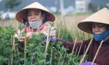 Nhà vườn ở Bình Định tất bật chăm hoa, mong có Tết đủ đầy