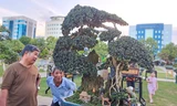 Chiêm ngưỡng những cây bonsai độc đáo