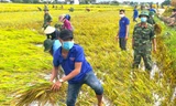 Lội ruộng giúp người dân gặt lúa