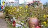Vắng khách, các chủ vườn ở 'thủ phủ' mai vàng miền Trung rao cây trên mạng xã hội