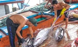 Xem ngư dân xuất bán cá ngừ 40-50 kg vừa đánh bắt từ Trường Sa 