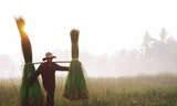 Rộn ràng mùa thu hoạch cói, người dân xuống ruộng từ lúc mặt trời vừa ló rạng