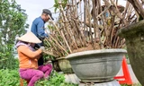 Thủ phủ mai vàng miền Trung tất bật “trẩy lá” chào xuân