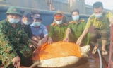 Thả cá thể rùa quý hiếm nặng hơn 80kg về biển