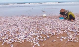 Hà Tĩnh: Ngư dân thu tiền triệu nhờ trúng đậm ngao tím 'bỗng dưng' dạt vào bờ