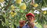 Hà Tĩnh tìm đầu ra cho bưởi Phúc Trạch