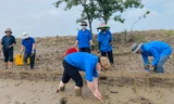 Thanh niên tình nguyện lội bùn trồng cây làm kè chắn sóng