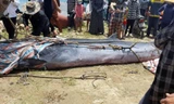 Phát hiện cá voi dài 7 mét trôi dạt vào bờ biển Hà Tĩnh