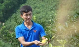 Kỹ sư nông nghiệp về quê trồng cam, mỗi năm thu hàng trăm triệu đồng
