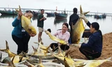 Trúng đậm mẻ cá chim vàng, ngư dân thu hơn nửa tỷ đồng 