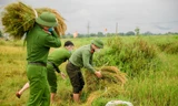 Thanh niên, công an, bộ đội xuống đồng thu hoạch lúa giúp người dân chạy bão Côn Sơn