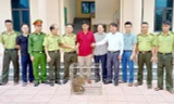 Bắt được cá thể khỉ vàng quý hiếm, người dân giao nộp cho kiểm lâm