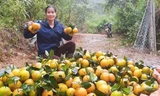 Thủ phủ cam Hà Tĩnh vào vụ thu hoạch, nông dân 'đếm quả tính tiền'