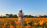 Mê mẩn cánh đồng hoa sao nhái thu hút bạn trẻ đến chụp hình chào Xuân