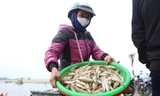 Vào mùa cá đục, ngư dân Hà Tĩnh thu tiền triệu mỗi ngày
