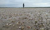 Xác định nguyên nhân khiến ngao nuôi chết trắng bãi