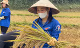 Tuổi trẻ Hà Tĩnh xuống đồng gặt lúa hỗ trợ người dân