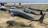 Những con cá voi hoa tiêu nằm ngổn ngang trên bãi biển Scotland. (Ảnh: BDMLR)