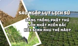 Thiệt hại 250 tỷ đồng sau lũ, làng trồng phật thủ lớn nhất miền Bắc đang hồi sinh thế nào?