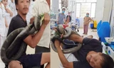Người đàn ông mang rắn hổ mang chúa vào bệnh viện sau khi bị cắn.