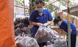 Bạn trẻ TPHCM chung tay tiêu thụ khoai lang Vĩnh Long, Đồng Tháp