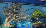 Chiêm ngưỡng các tác phẩm bonsai và đá cảnh nghệ thuật quốc tế hội tụ ở TPHCM