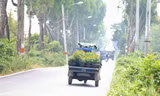 Tránh phát triển đô thị ngoại thành TPHCM theo 'vết dầu loang', tự phát