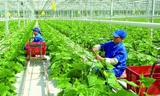 Phát triển nông nghiệp công nghệ cao là hướng đi mới của nhiều địa phương