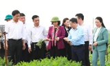 Phó Bí thư Nguyễn Thị Tuyến (áo tím) thăm mô hình sản xuất rau của người dân huyện Mê Linh.