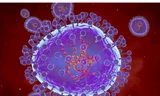 Minh họa máy tính về các hạt của metapneumovirus ở người (HMPV).